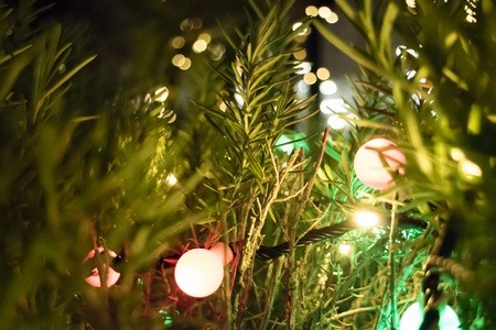 Christmas lights in pine
